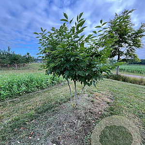 Cladrastis kentukea 200-250 cm draadkluit meerstammig 160-180 cm diameter