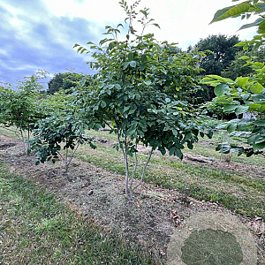 Cladrastis kentukea 250-300 cm draadkluit meerstammig 350-400 diameter