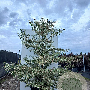 Cornus alternifolia 'Argentea' 250-300 cm draadkluit struik 175-200 diameter