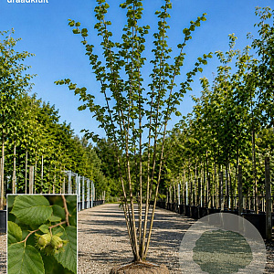 Corylus colurna 250-300 cm draadkluit meerstammig 350-400 diameter