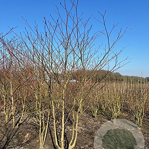 Cornus controversa 250-300 cm draadkluit struik 175-200 diameter