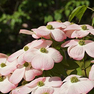 Cornus 'Rutgan' 350-400 cm draadkluit struik 140-160 diameter