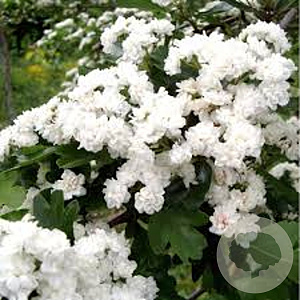 Crataegus laev. 'Plena' 200-250 cm draadkluit meerstammig 160-180 cm diameter