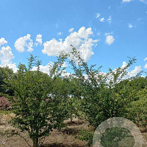 Crataegus laev. 'Plena' 250-300 cm draadkluit meerstammig 350-400 diameter
