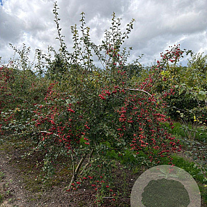 Crataegus monogyna 175-200 cm draadkluit meerstammig 200-250 diameter