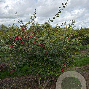 Crataegus monogyna 175-200 cm draadkluit meerstammig 200-250 diameter