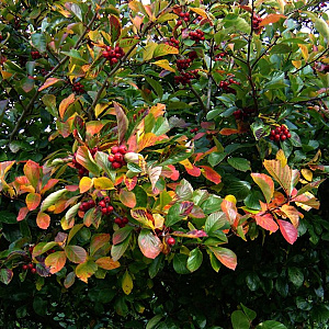 Crataegus persimilis 250-300 cm draadkluit meerstammig 350-400 diameter