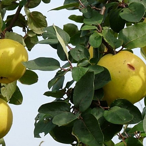 Cydonia o. Meisterkwee Dwarf Orange 250-300 cm draadkluit struik 175-200 diameter