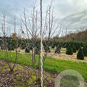 Davidia involucrata 250-300 cm draadkluit meerstammig 350-400 diameter