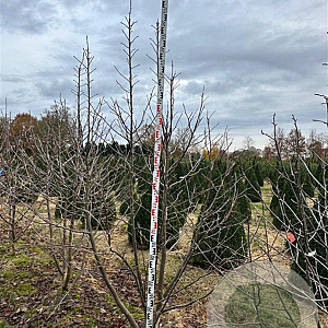 Davidia involucrata 250-300 cm draadkluit meerstammig 350-400 diameter