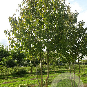 Davidia involucrata 500-550 cm draadkluit meerstammig 400-450 diameter