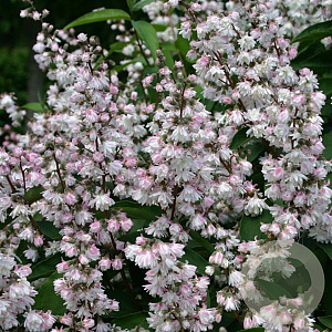 Deutzia scabra 'Plena' 350-400 cm draadkluit struik 140-160 diameter
