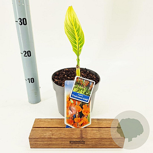 Canna 'Tropical Yellow' 30-35 cm 2,0L