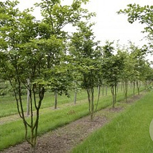 Fagus sylvatica 400-450 cm draadkluit meerstammig 200-250 diameter