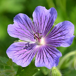 Geranium magnificum 'Anemoneflorum' GM P9