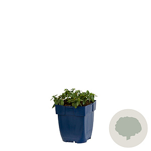 Helianthemum 'Bronzeteppich' GM  P11