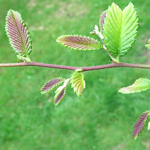 Hemiptelea davidii 250-300 cm draadkluit meerstammig 350-400 diameter