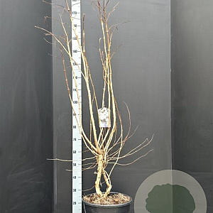 Heptacodium miconioides 125-150 cm 20L