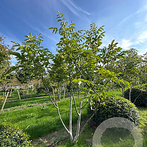 Juglans regia 250-300 cm draadkluit meerstammig 350-400 diameter
