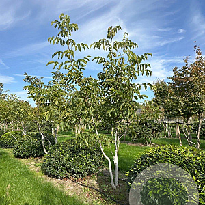 Juglans regia 250-300 cm draadkluit meerstammig 350-400 diameter