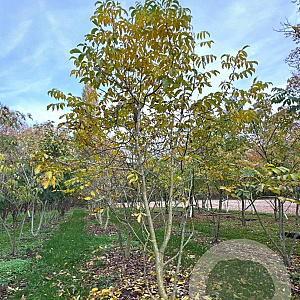 Juglans regia 400-450 cm draadkluit meerstammig 200-250 diameter
