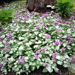 Lamium mac. 'Beacon Silver' GM P9