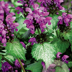 Lamium mac. 'Beacon Silver' GM P9