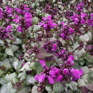 Lamium mac. 'Beacon Silver' GM P9