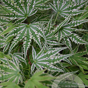 Acer pal. 'Higasayama' 250-300 cm cont. 180L