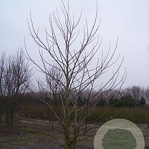Liriodendron tulipifera 550-600 cm draadkluit meerstammig 400-500 diameter