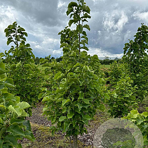 Magnolia 'Black Beauty' 200-250 cm draadkluit meerstammig 160-180 cm diameter
