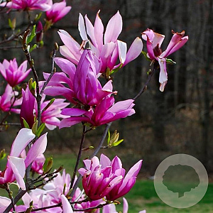 Magnolia 'Betty' 400-450 cm draadkluit meerstammig 200-250 diameter
