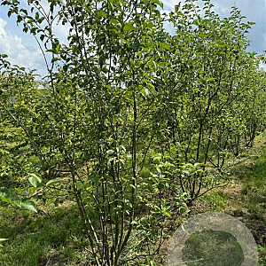 Malus 'Evereste' 200-250 cm draadkluit meerstammig 160-180 cm diameter