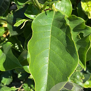 Magnolia 'Galaxy' 175-200 cm draadkluit meerstammig