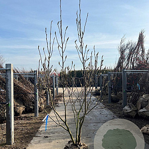 Magnolia 'Heaven Scent' 250-300 cm draadkluit meerstammig