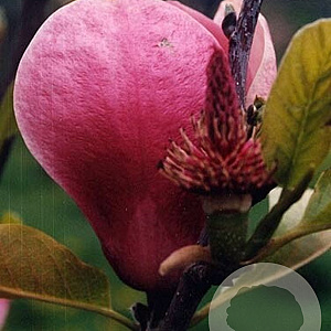 Magnolia 'Joe McDaniel' 550-600 cm draadkluit meerstammig 400-500 diameter