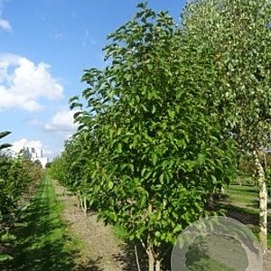 Magnolia kobus 500-550 cm draadkluit meerstammig 400-450 diameter
