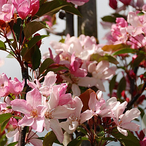 Malus 'Red Obelisk' 250-300 cm draadkluit meerstammig 350-400 diameter