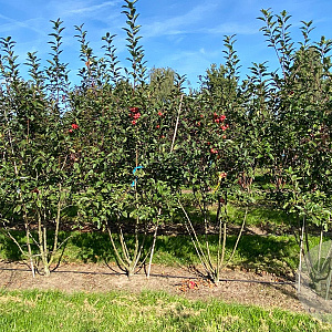 Malus 'Red Sentinel' 250-300 cm draadkluit meerstammig