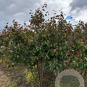 Malus 'Rudolph' 200-250 cm draadkluit meerstammig 160-180 cm diameter