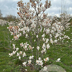 Magnolia soulangeana 175-200 cm draadkluit meerstammig 200-250 diameter