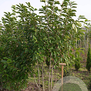 Magnolia soulangeana 175-200 cm draadkluit meerstammig 200-250 diameter