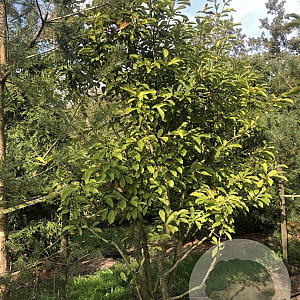 Magnolia soulangeana 250-300 cm draadkluit meerstammig 350-400 diameter