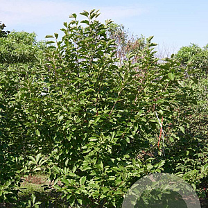 Magnolia soulangeana 250-300 cm draadkluit meerstammig 350-400 diameter