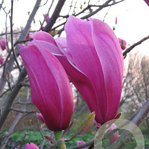 Magnolia 'Spectrum' 450-500 cm draadkluit meerstammig 200-250 diameter