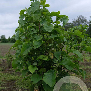 Magnolia 'Sunsation' 200-250 cm draadkluit meerstammig 160-180 cm diameter