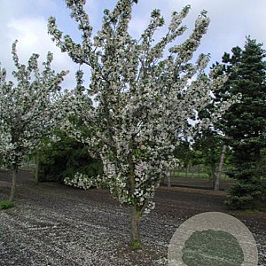 Malus 'Van Eseltine' 500-550 cm draadkluit meerstammig 400-450 diameter