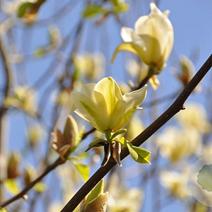 Magnolia 'Yellow Fever' 250-300 cm draadkluit meerstammig 350-400 diameter