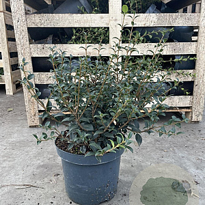 Osmanthus burkwoodii 40-60 cm 7,5L