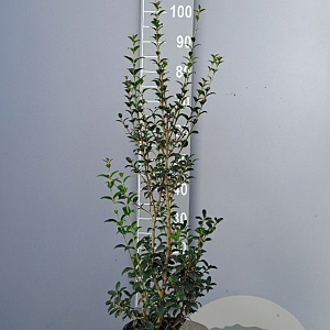Osmanthus burkwoodii 60-80 cm 5,0L